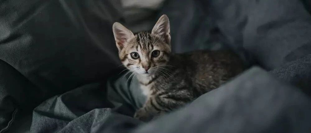 捡回一只“小奶猫”，结果被骗了！它的年龄比我儿子还大……