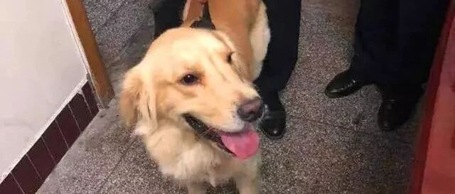 金毛冒充“警犬”骗吃骗喝，阿拉斯加把警局都要吃垮了！警察叔叔：有点崩溃……
