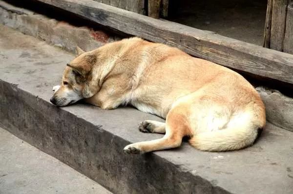 主人去世後，17歲忠犬離家出走……主人夢醒大哭：它找到爺爺了 寵物 第7張