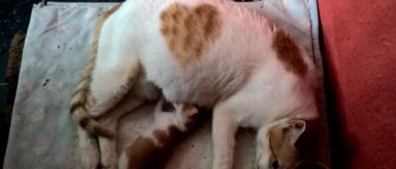 流浪猫身上印记特殊，被收养后有惊喜，主人：是猫收养了我！