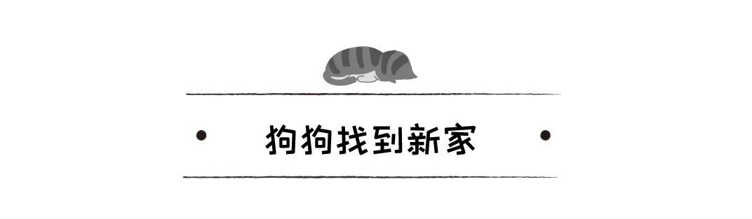 鬥犬耳朵被撕碎，受救助後竟變成治療犬，還逆襲成迪士尼公主 寵物 第12張