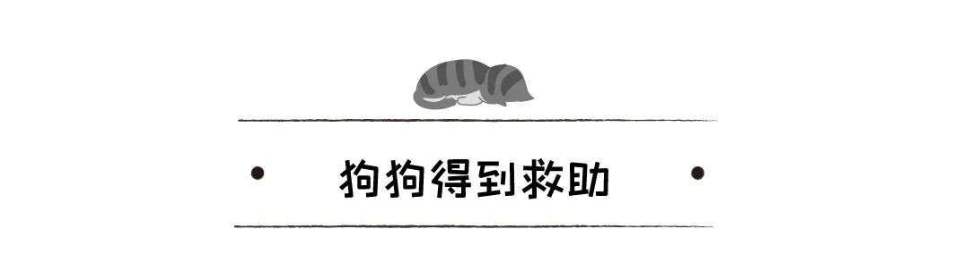 鬥犬耳朵被撕碎，受救助後竟變成治療犬，還逆襲成迪士尼公主 寵物 第7張