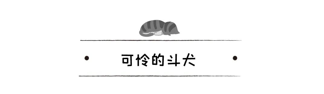 鬥犬耳朵被撕碎，受救助後竟變成治療犬，還逆襲成迪士尼公主 寵物 第22張