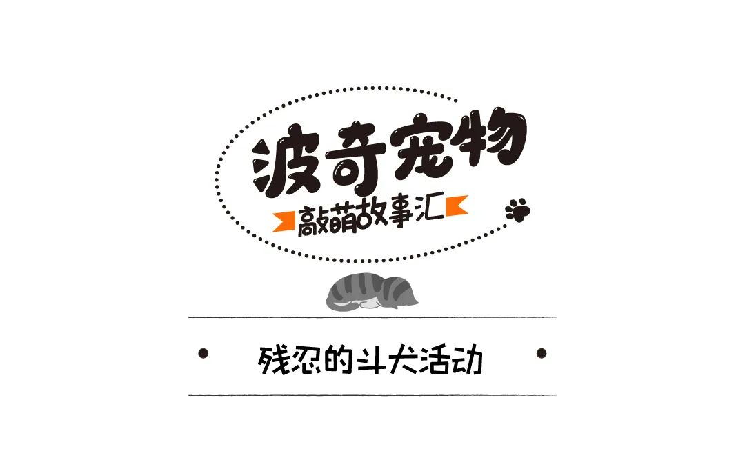 鬥犬耳朵被撕碎，受救助後竟變成治療犬，還逆襲成迪士尼公主 寵物 第2張