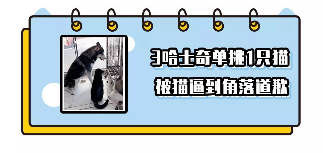 張國榮當年離世後，是誰幫他把愛犬養了8年？ 寵物 第12張