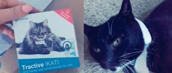 GPS装猫身上，发现它的秘密后铲屎官震惊了：渣猫吃了五家饭！