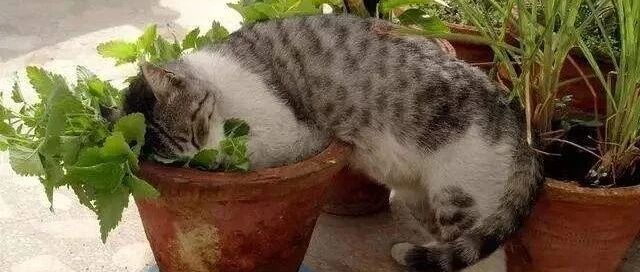 喵星人吸了猫薄荷后，也太销魂了吧……真的没有成瘾性吗？