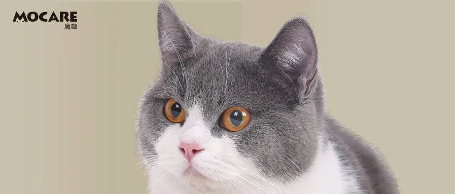 魔咖“肉宴”实力上市 | 果然没有任何生物能逃过真香定律