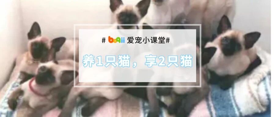 听说暹罗会变黑？铲屎官给自家猫的额头剃了个“王”，结果…哈哈哈哈！