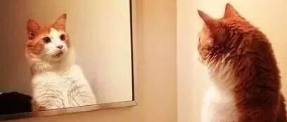 猫狗和镜中的自己过招：简直是双倍的快乐啊！