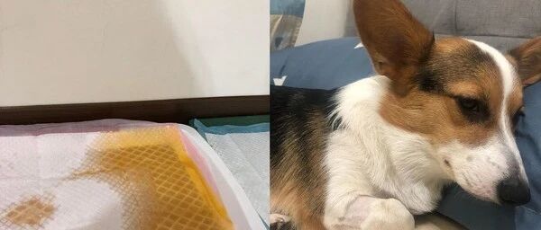 柯基啃遥控器导致中毒！发高烧，全身麻痹，轻度瘫痪……