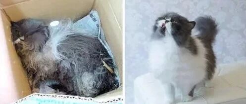 猫狗领养前后对比图感动无数人，新年愿望：所有生命都能被温柔相待！
