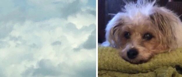 “养了14年的狗狗去世后，我在经常散步的路上看到它化成云彩”