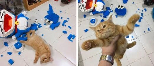 小猫咪才没有什么坏心思？只是全身上下没一个好心眼罢了~