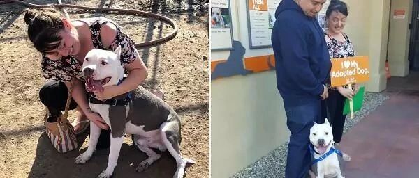 爱犬丢失2年，主人电视上看到熟悉的微笑，哭着直奔收容所！