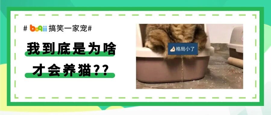 我家猫跳进了马桶里，然后带着一身****水跳了出来…