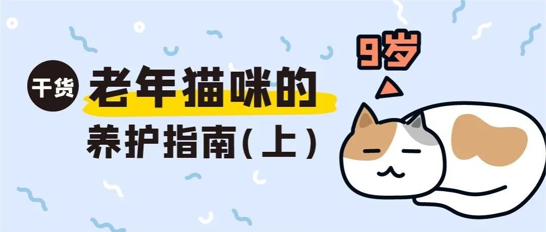 从机灵活泼的小猫咪，到白毛苍苍的猫爷爷...老年猫咪养护很重要！（上）