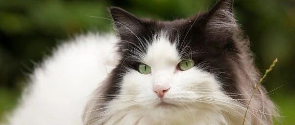 超准！猫咪性格好不好，看脸型就知道~