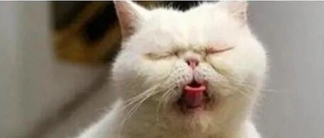 “我的猫又吐了！”7个猫呕吐的常见原因，铲屎官都该知道