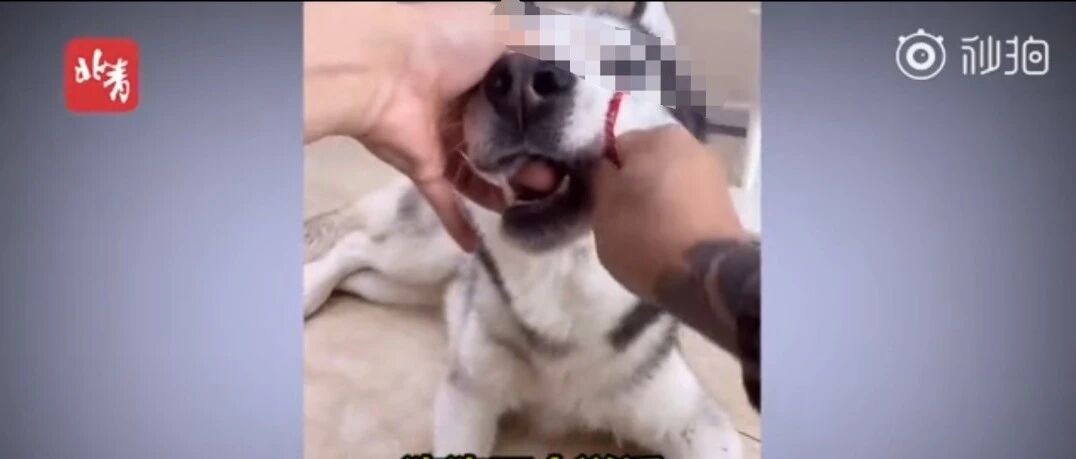 为博关注让狗当大胃王，强迫吃辣椒跳跳糖，一次吃100种零食！网友怒了