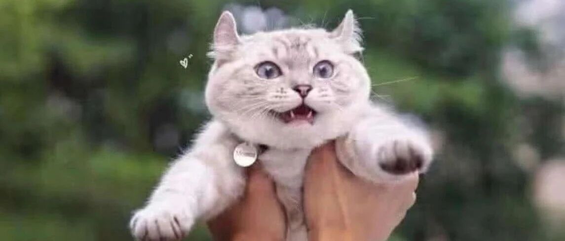 其实猫能听懂自己的名字！它只是懒得搭理你