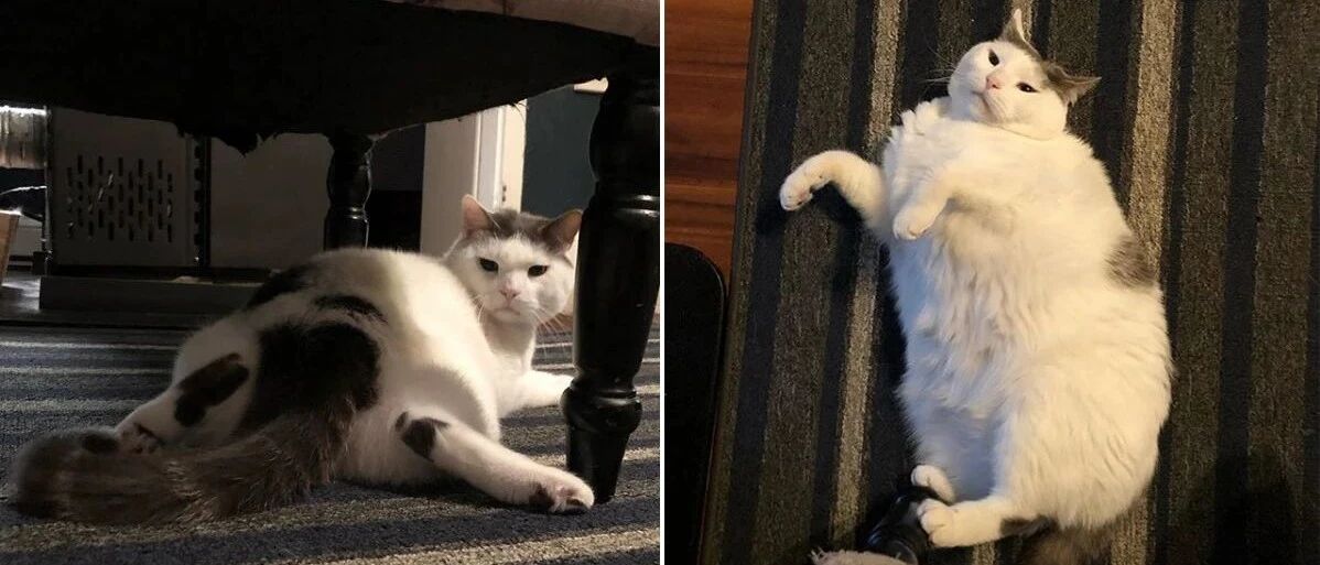 ins上这只大肥猫火了！凭借可爱的蠢萌模样，坐拥8万粉丝