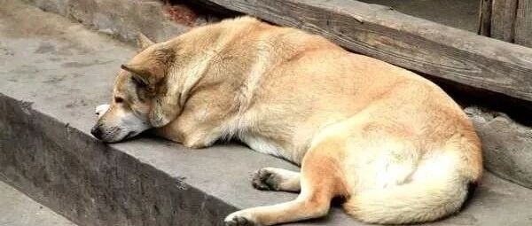 主人去世后，17岁忠犬离家出走……主人梦醒大哭：它找到爷爷了