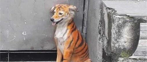 白色流浪狗被人画成“跳跳虎”……网友心痛：这就是虐待啊！