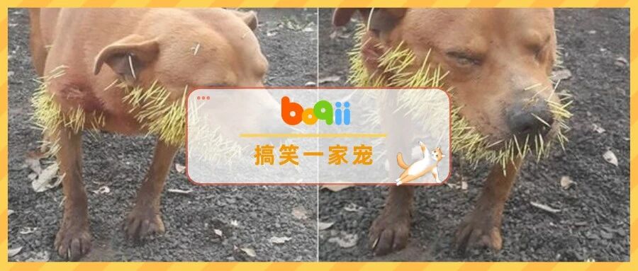 就不长记性！狗子两次单挑豪猪，全身被扎数百根针，好惨但…真的好好笑！