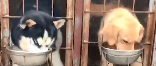 二哈不讲狗德，隔笼连盆抢走金毛狗粮，主人：当我面从来不抢！