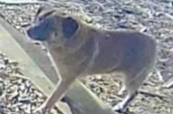 田園犬被送養後逃跑，97天流浪64公里瘦成皮包骨，只為回來見她！ 寵物 第9張
