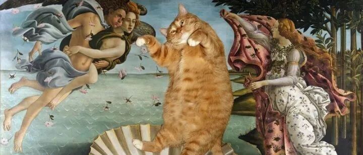 终于知道为什么“大橘为重”了！这些橘猫肯定充了气