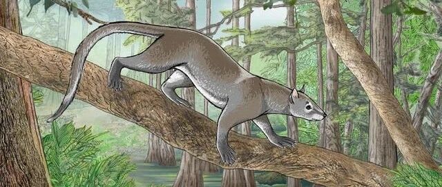 研究表明，猫和狗是同一个祖先？科学家还想象出了原型