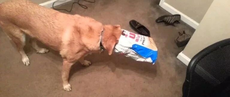 狗狗在家遭受意外！主人：为什么没人提醒过我？