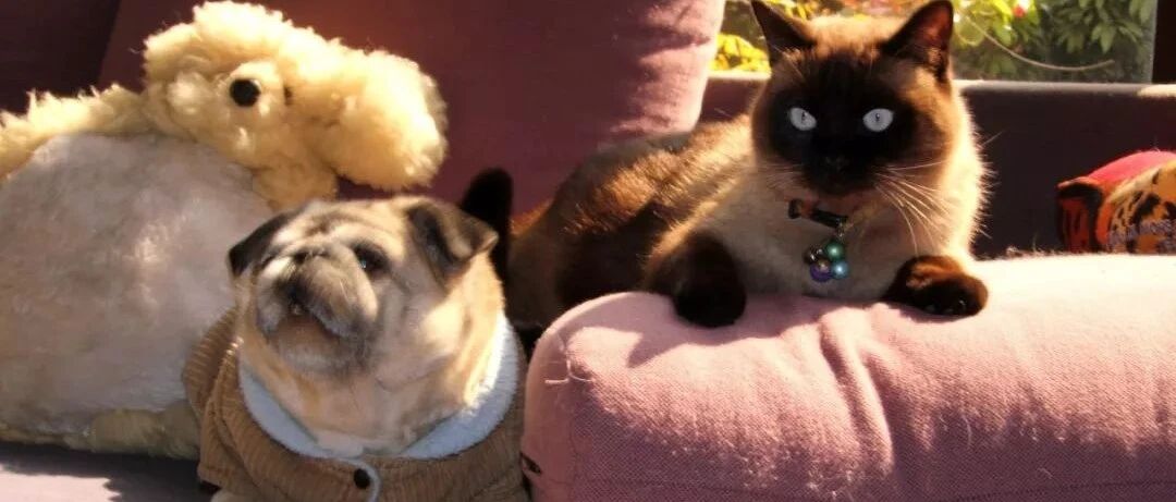 猫狗见面就打？合格的铲屎官会这样劝架