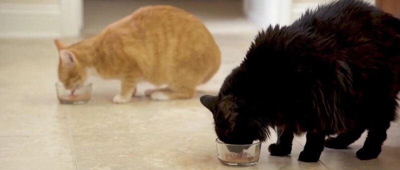 国际爱猫日，明白猫咪应激这些事，才能更好的“吸猫”！