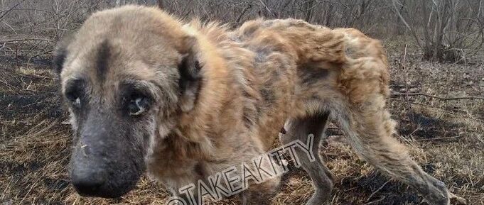 繁殖犬子宫脱落被丢弃，声带被割瘦到脱相，被救后需陪着才能入睡