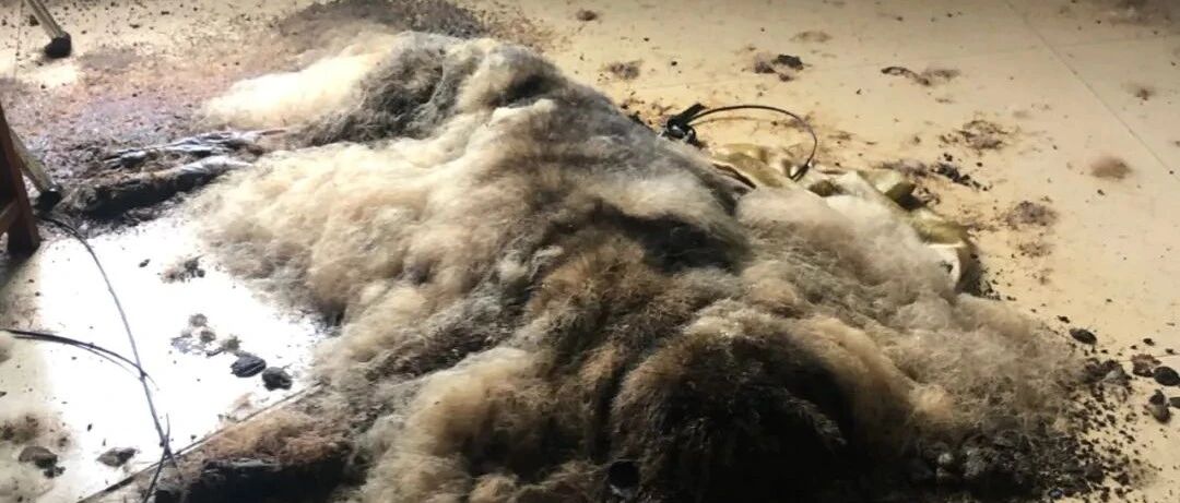 宠物店答应上门喂养德牧，结果收钱后却把狗活活饿死了！