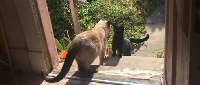 家猫将流浪猫肚子搞大，流浪猫找上门被收养，生完小猫大家都傻了