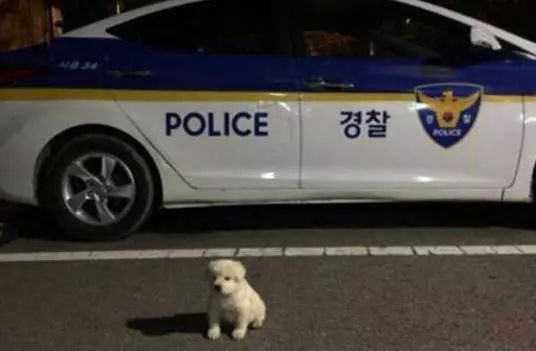 金毛冒充「警犬」騙吃騙喝，阿拉斯加把警局都要吃垮了！警察叔叔：有點崩潰…… 寵物 第14張