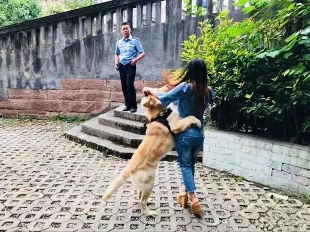 金毛冒充「警犬」騙吃騙喝，阿拉斯加把警局都要吃垮了！警察叔叔：有點崩潰…… 寵物 第6張