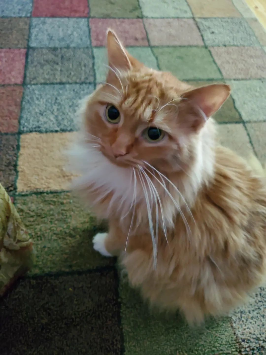 女朋友要求丢掉养了3年的猫,只因猫天生吃肉?!小哥怒而分手:想都别想!-微信头条网 女朋友要求丢掉养了3年的猫,只因猫天生吃肉?!小哥怒而分手:想都别想!