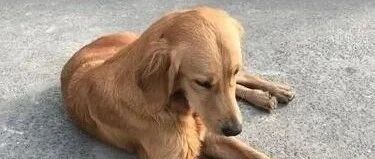 被寄养金毛暴走100多公里回家！主人：这辈子再也不分开