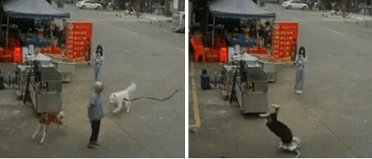 老人被狗绳绊倒，腾空狠摔身亡！涉事女子才12岁？视频传疯了