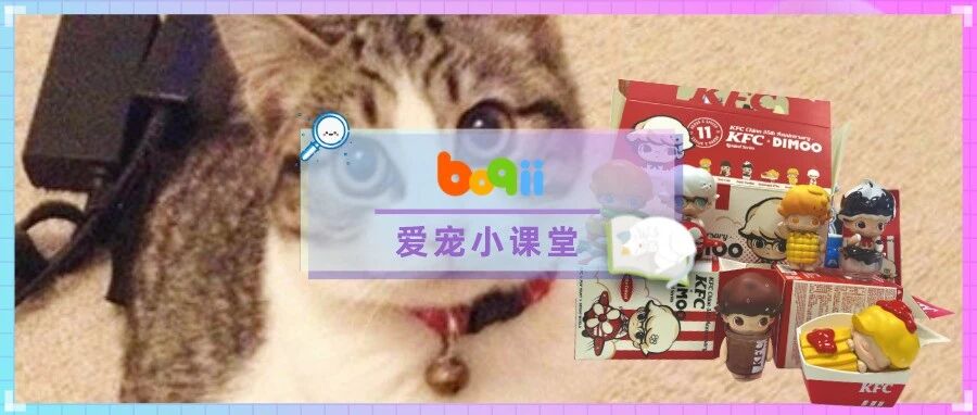 听说肯塔基盲盒暴涨8倍，我家猫的“病”犯了，逼着我怒抢10单.....