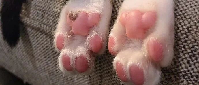 所有猫爪里都藏着一只熊？这些猫爪里的秘密，你都知道吗？