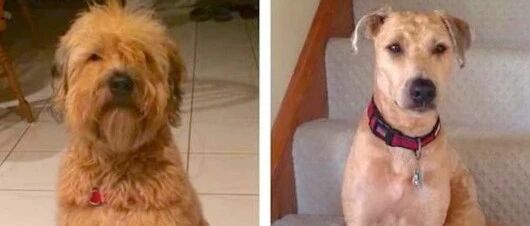 送狗子去剪毛，接回家发现母狗变公狗，知道原因后网友笑疯