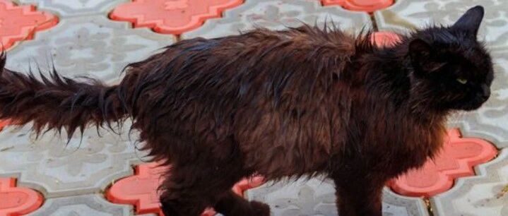 熊孩子将水泼到猫身上，猫主人的做法获网友60万赞！