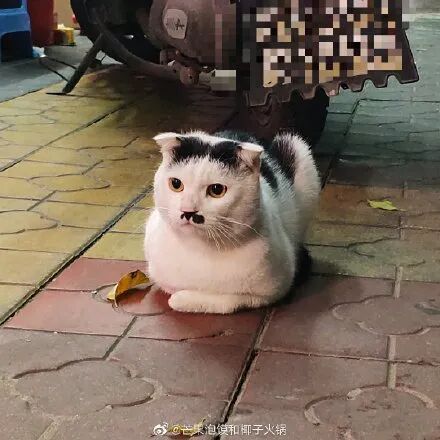 奶牛猫丑到自带表情包 第一批丑猫出炉 一般人吸不动 萌宠 训练养宠技巧 宠物用品 微信头条新闻公众号文章收集网