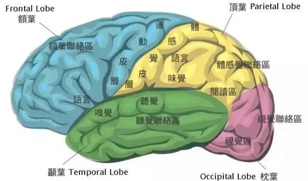 才出差3周……貓就冷漠到不認識主人了？！躲天花板警戒「驚恐瞪眼」 寵物 第12張